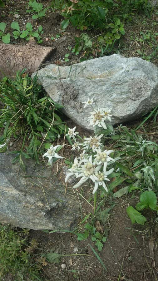 Rifugio Stella Alpina Saviore dell'Adamello Exterior foto